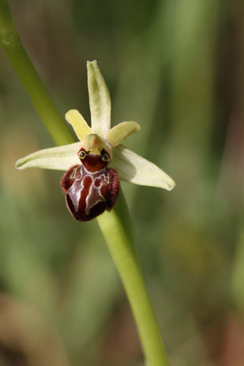 ophrys